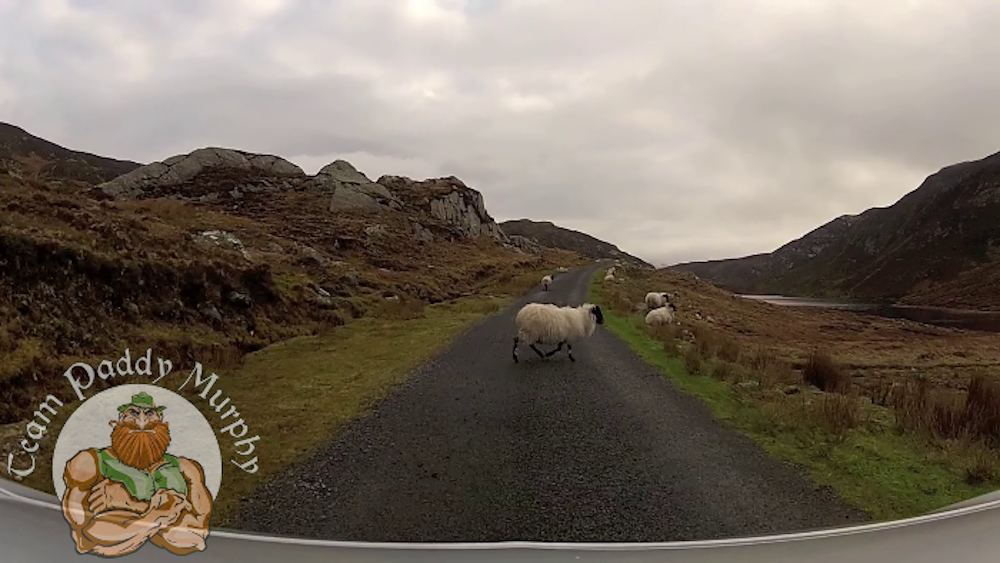 Sheep on the road
