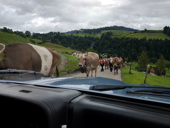 Cows. Damn you, cows.